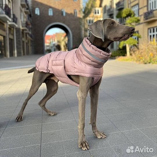 Комбинезон для собаки