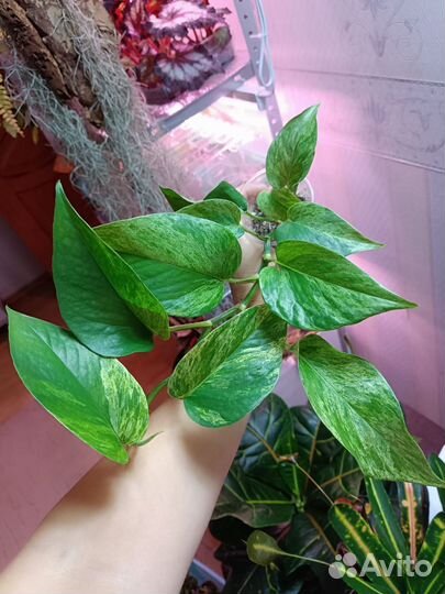 Ароидные 1 Обновлено 30.09