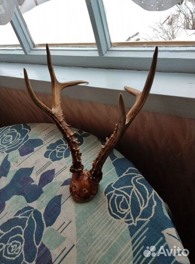 Рога косули