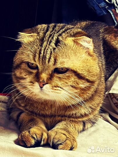 Вязка шотландец