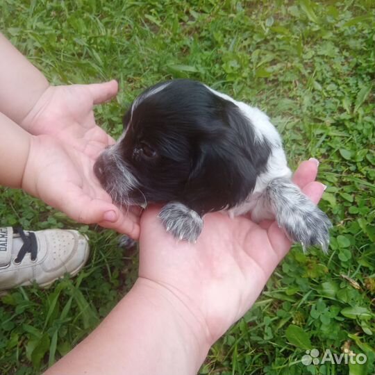 Продам щенка