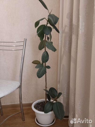 Фикус, высота 1 м