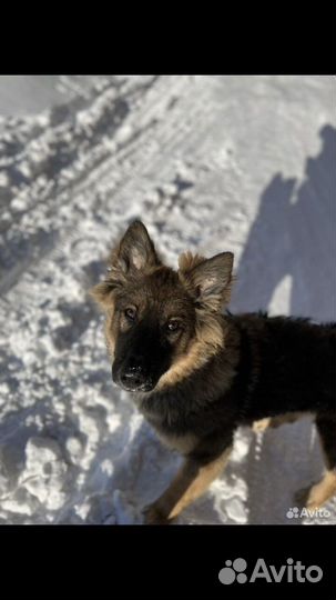 Собака на улице