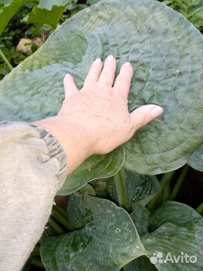 Хосты, гортензия, жасмин