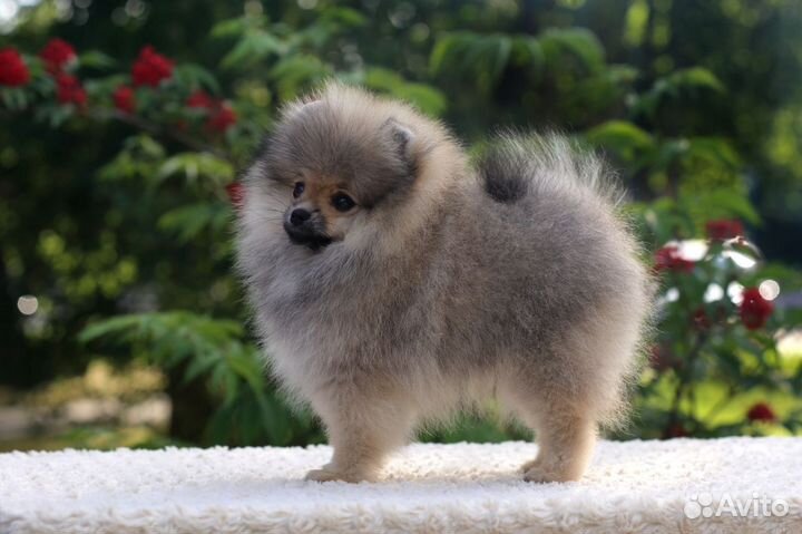 Щенки шпица