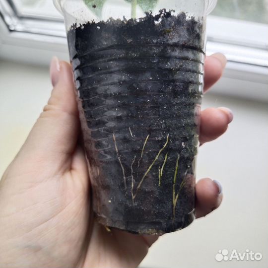 Кофейное дерево