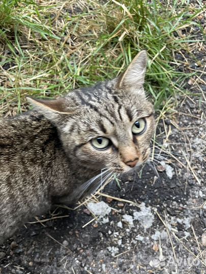 Кошка бесплатно