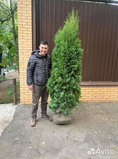 Туя Смарагд 2-2,2 м