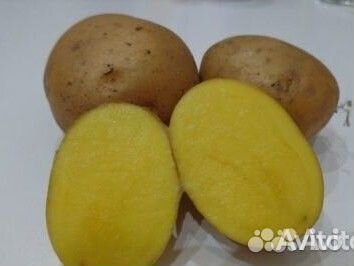 Семенной картофель гала