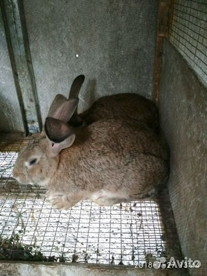 Кролики фландр