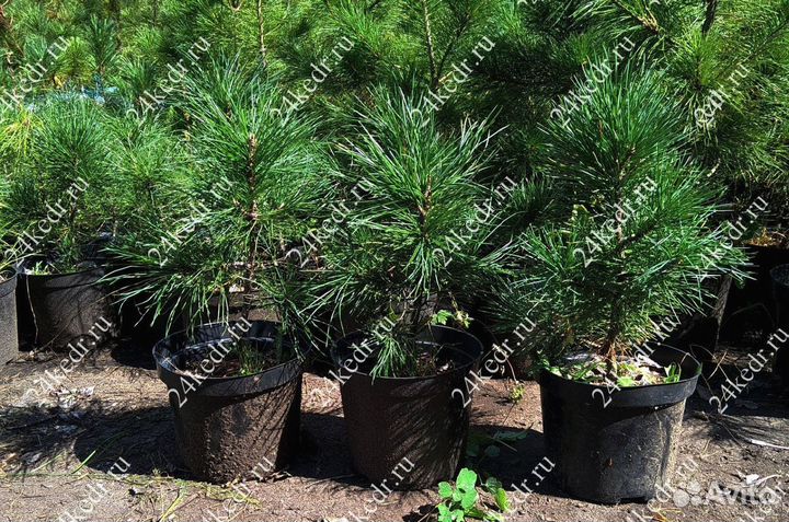 Саженцы сибирского кедра