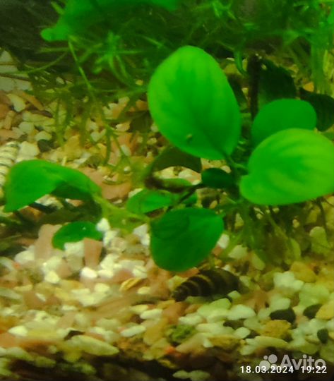 Улитка хелена