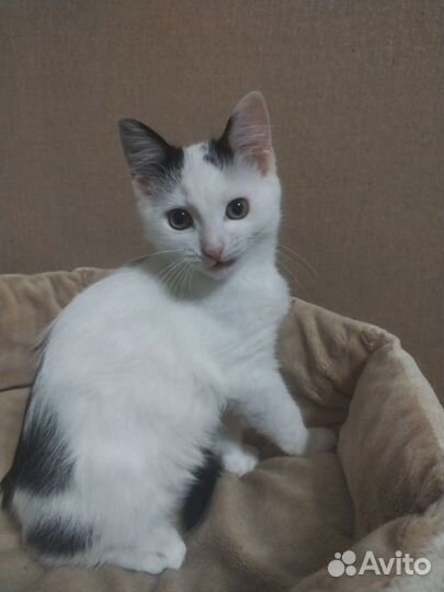 Кошка мышеловка