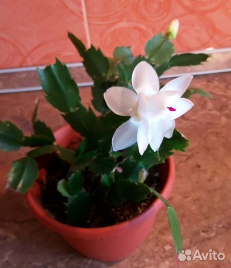 Цветы. Растения