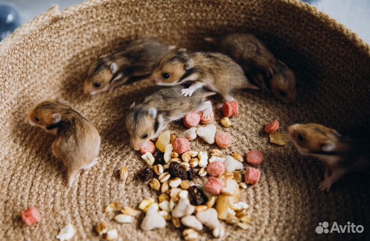 Сирийские хомяки малыши