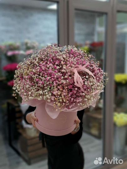 Гипсофила радужная