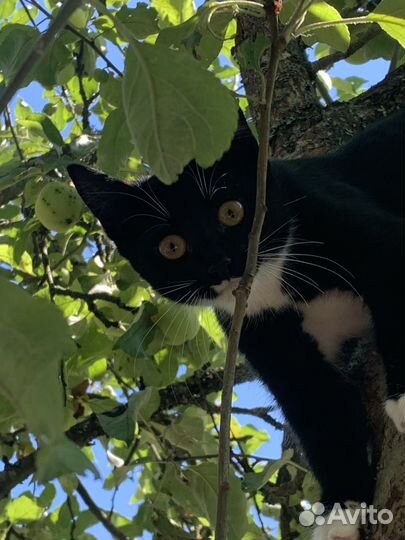 Кошечка в добрые руки