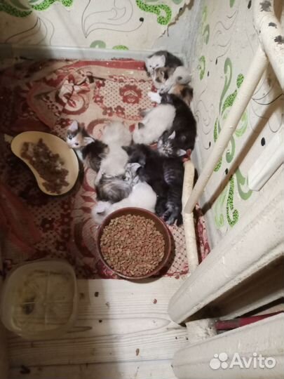 Котята в добрые руки