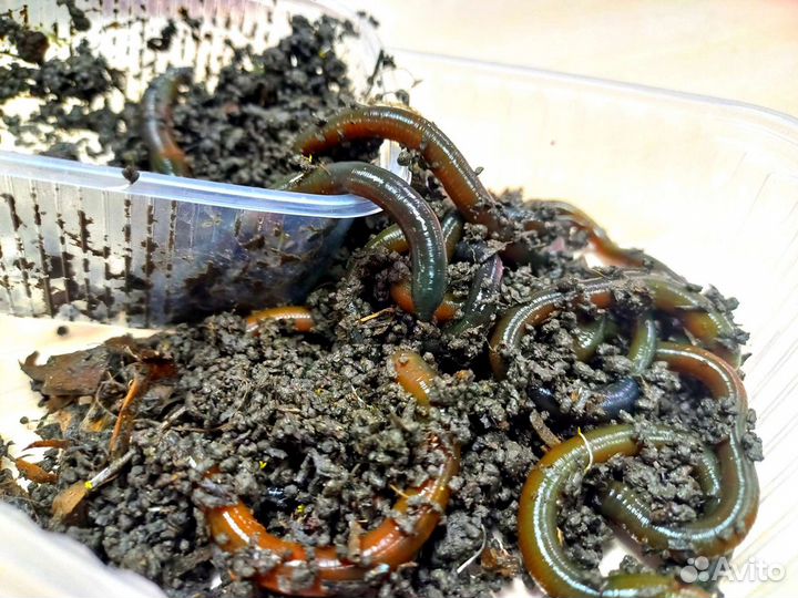 Зелёный червь, червь на воблу