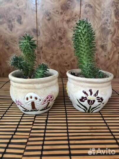 Кактусы цветущие в керамических горшочках
