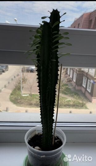 Молочай трехгранный