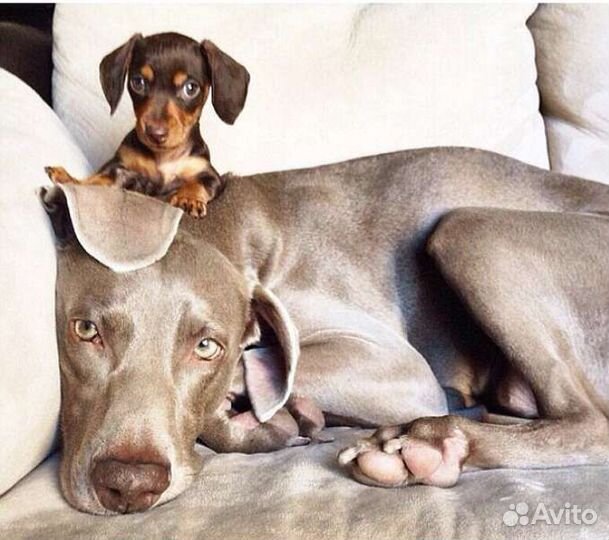 Домашняя передержка собак