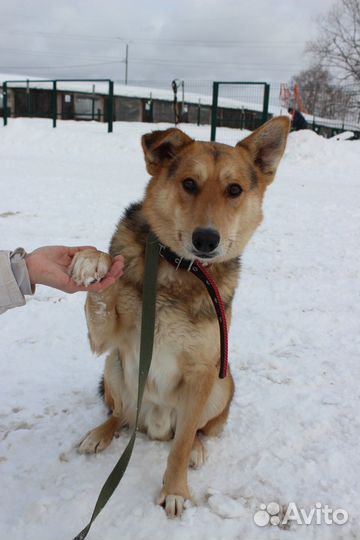 Собака Орфей в дар из приюта
