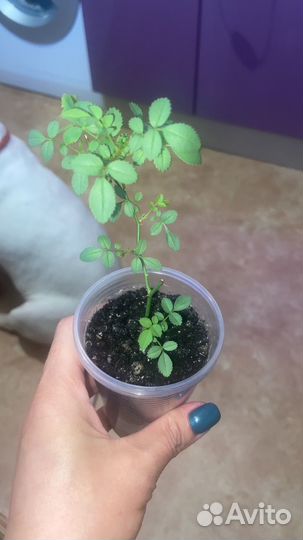 Мини - розa (комнaтнaя Роза)