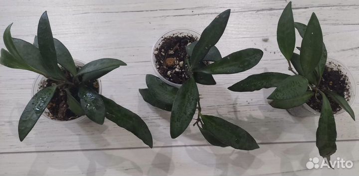 Хойя разные