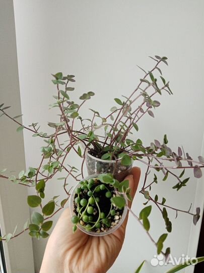 Бегония тигровая