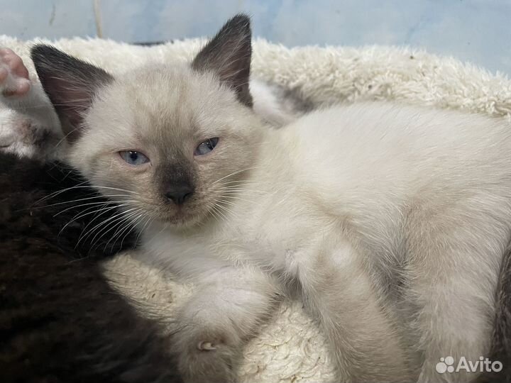 Котенок сиамского окраса