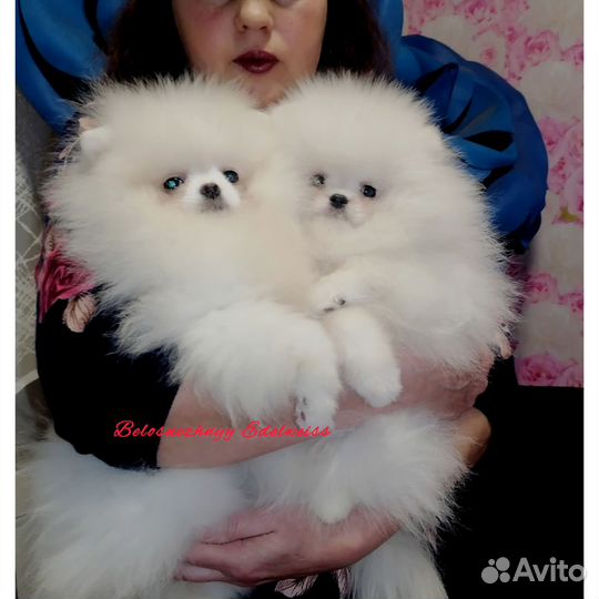 Померанский шпиц