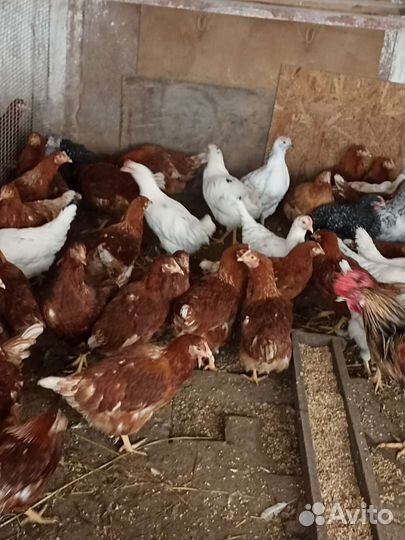 Куры молодки