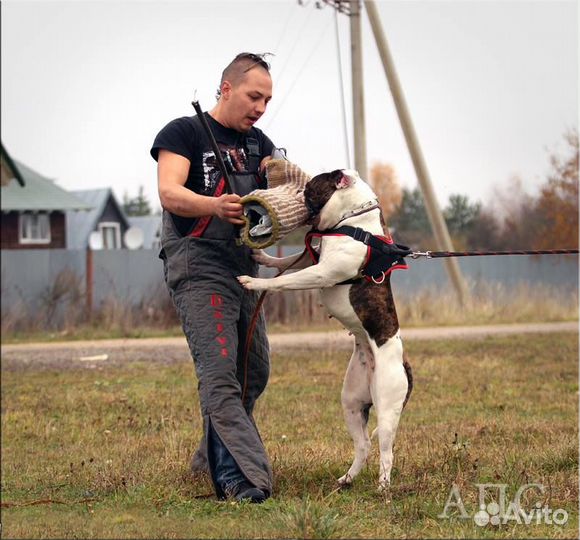 Кинолог. Дрессировка и воспитание собак всех пород