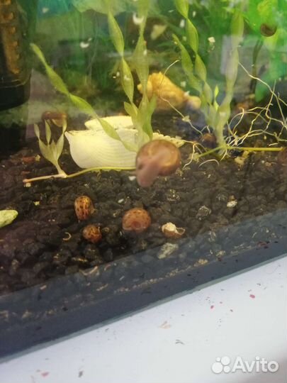 Улитки аквариумные: граниферы, катушки