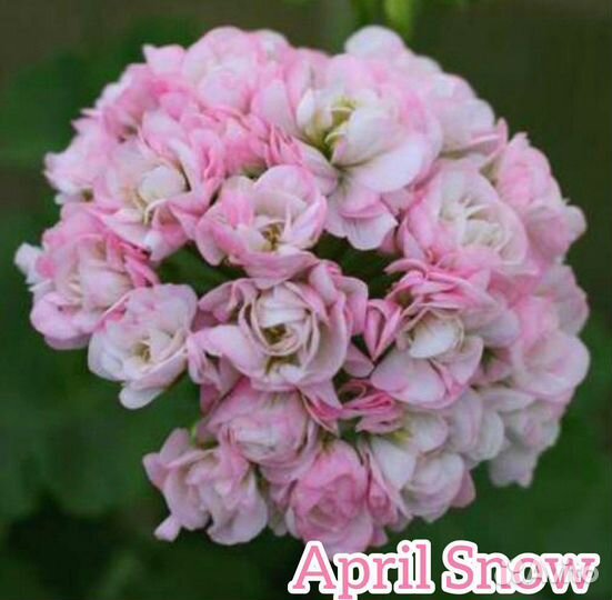 Пеларгонии сортовые (черенки)