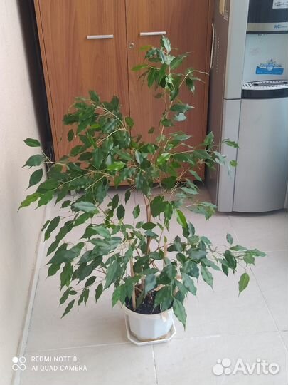 Фикус Бенджамина Даниэль (Danielle)