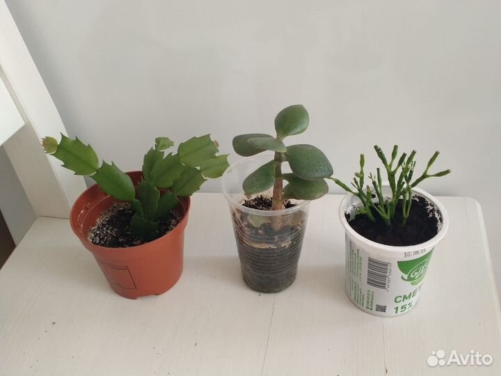 Комнатные растения 9 видов