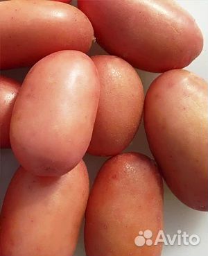 Картофель семенной