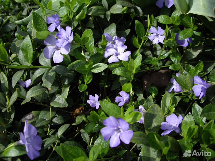 Растения почвопокровные