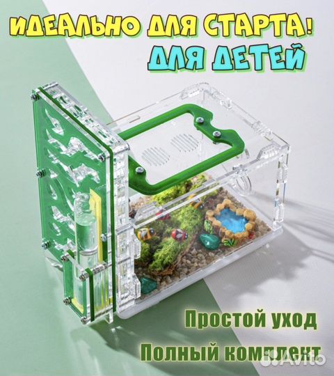 Муравьиная ферма