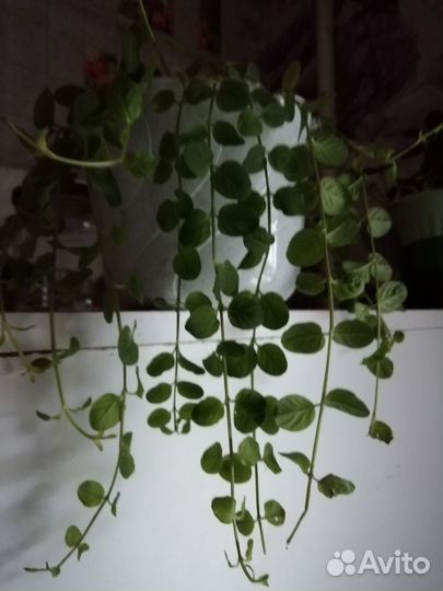 Плектрантус мята,Аихризон,Венерин волос, стрептока