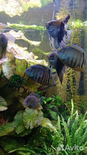 Северумы и Мезонауты