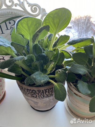 Комнатные растения