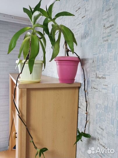 Растение золотой ус