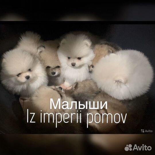 Померанский шпиц