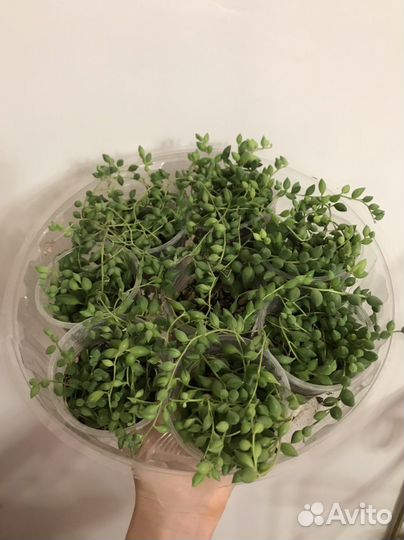 Крестовник Роули Геррейна