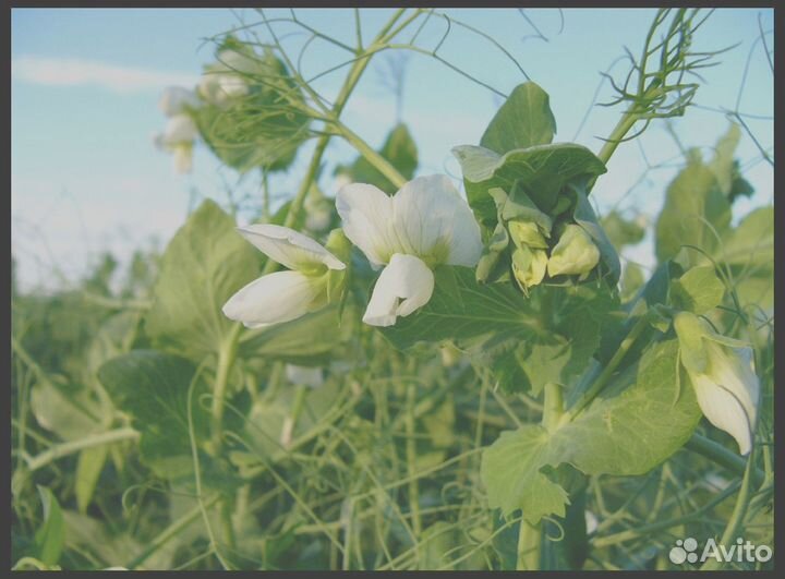 Семена Гороха Посевного опт