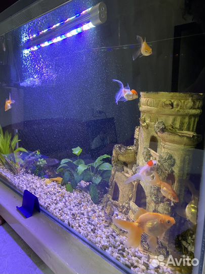 Аквариум