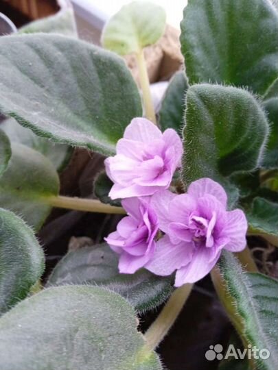 Сортовые фиалки